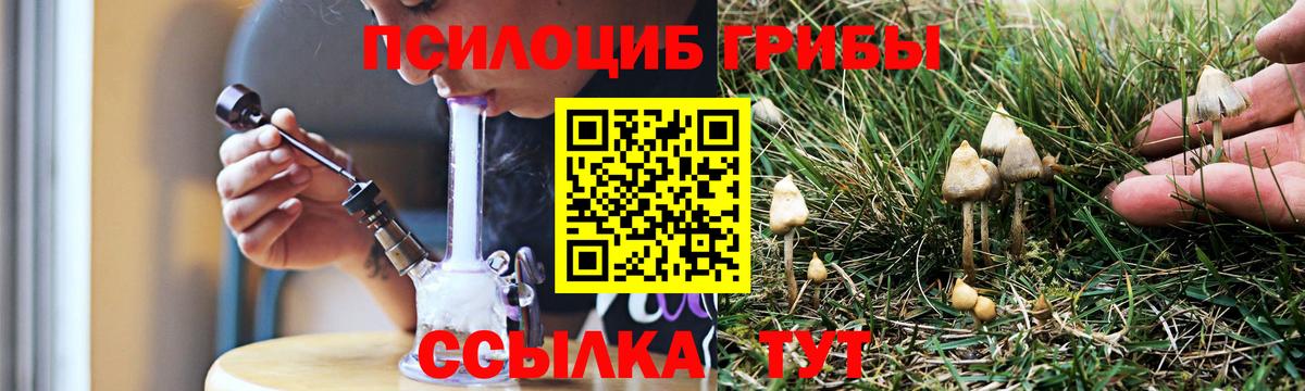 Галлюциногенные грибы Psilocybe Медногорск